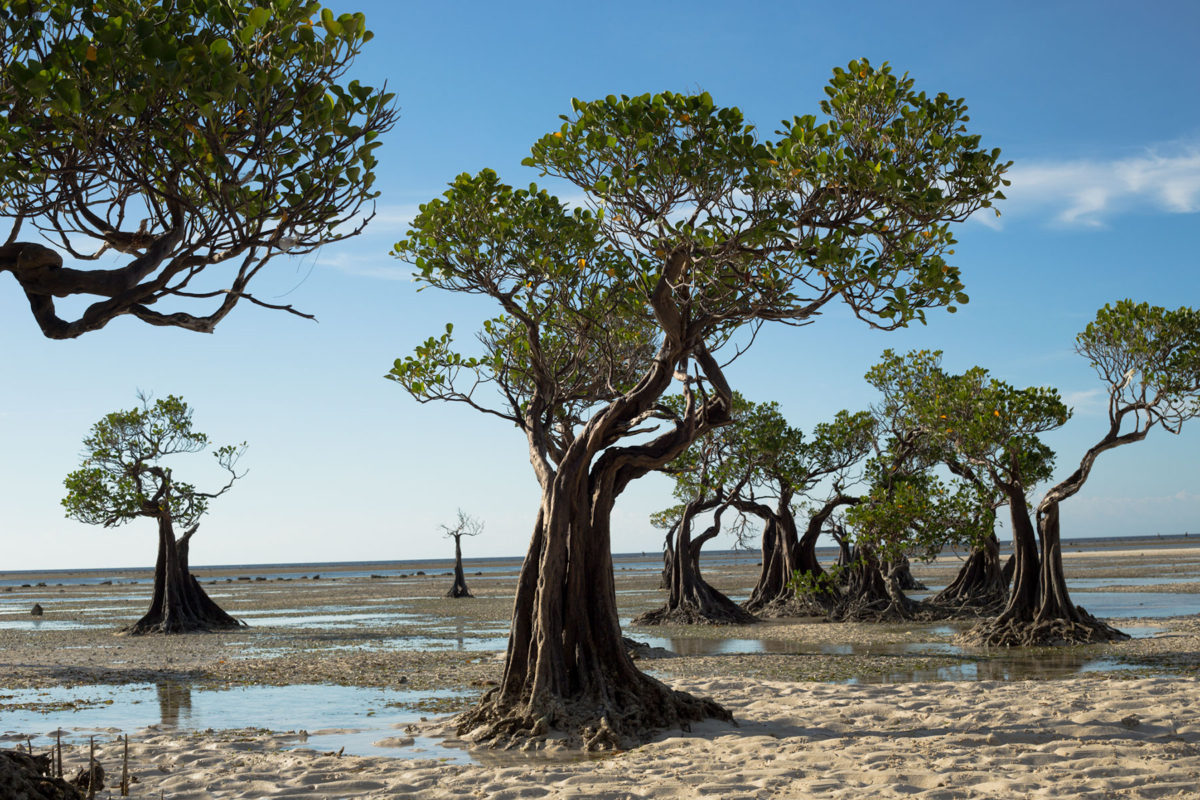 Mangrove trees in Walakiri Beach in Sumba, Indonesia